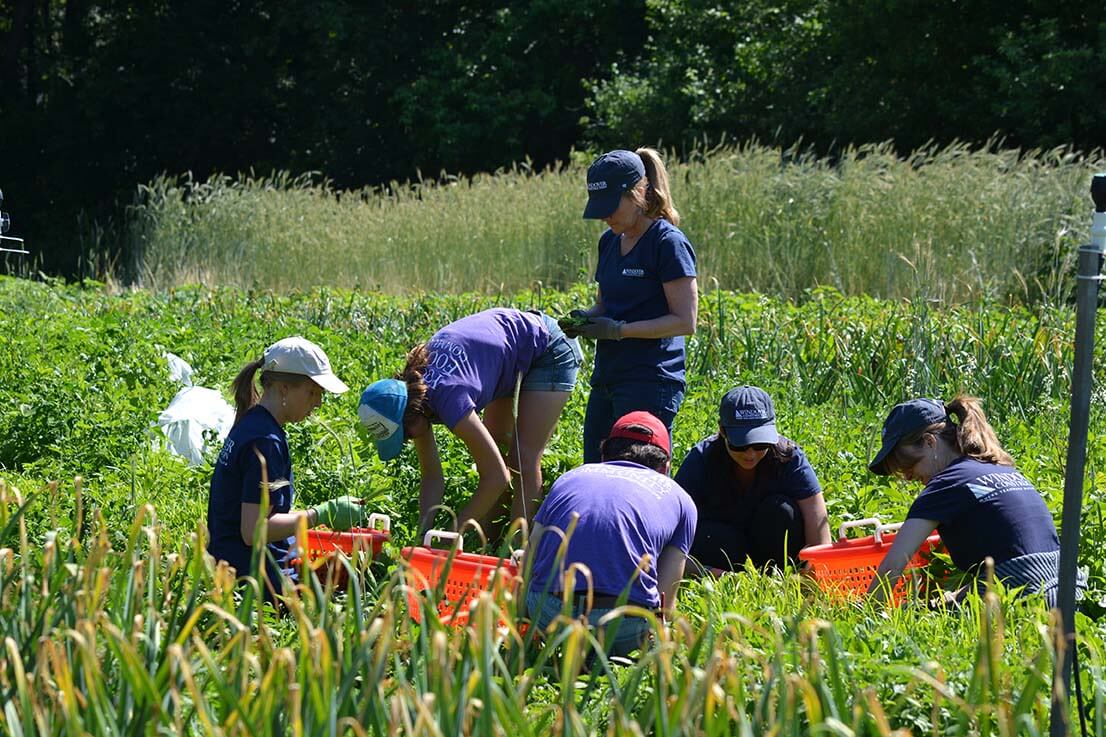 group of people working in a field
